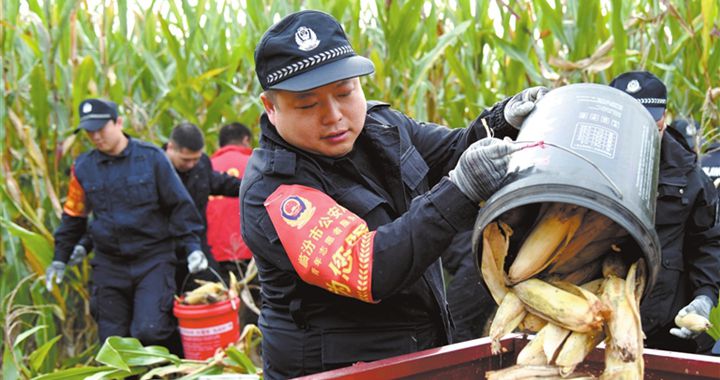 臨汾：并肩作戰搶收玉米 確保顆粒歸倉